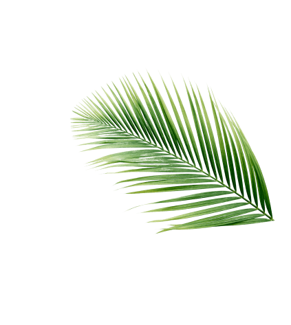 Who we are - high angle view tropical palm leaves isolated white backdrop removebg