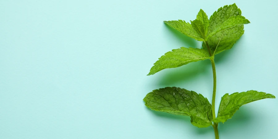 Remedies for Stomach Pain - AdobeStock Remedies for Stomach Pain - AdobeStock