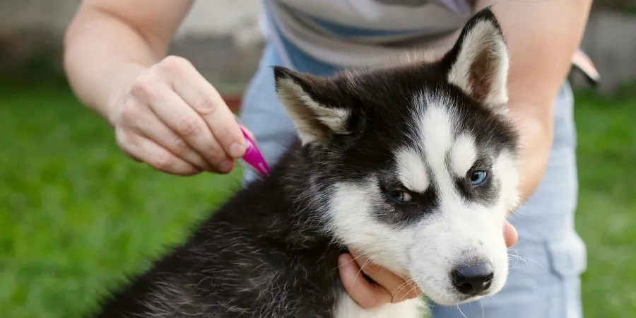 What You Need to Know About Flea Bites - image What You Need to Know About Flea Bites - image